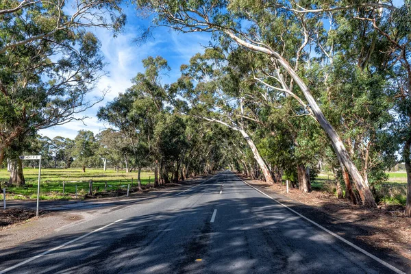 Una Strada Vuota Circondata Alberi Gomma Eucalipto Contro Cielo Blu — Foto Stock