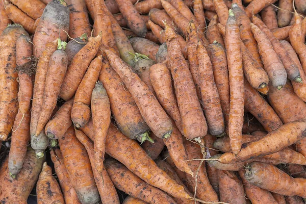 Ripe red and muddy root vegetables of carrots are on the market stall ready for sale. Autumn agricultural fair.