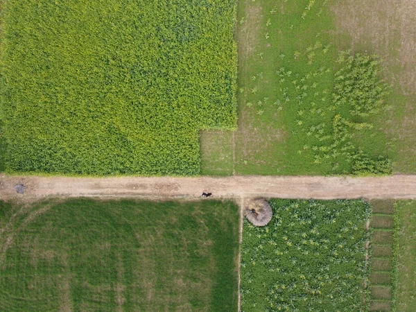 Vue Dessus Une Route Entourée Champs Pendant Journée — Photo