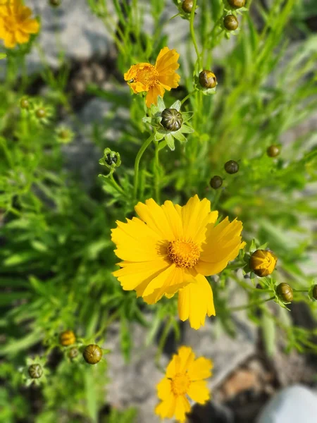 Primer Plano Selectivo Flores Amarillas Coreopsis Grandiflora Jardín —  Fotos de Stock