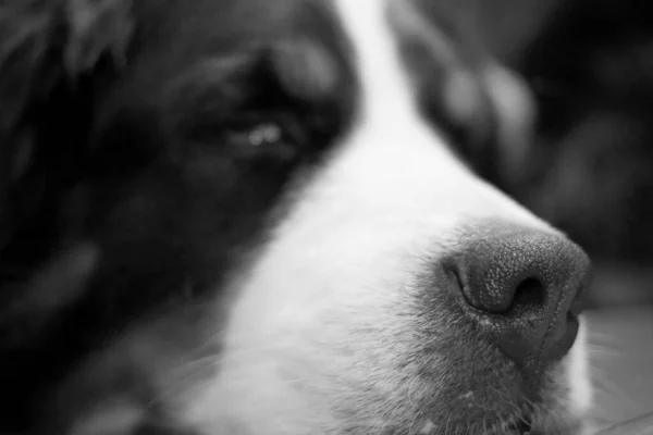 Ένα Κοντινό Πλάνο Πρόσωπο Από Σκυλιά Του Βουνού Bernese — Φωτογραφία Αρχείου