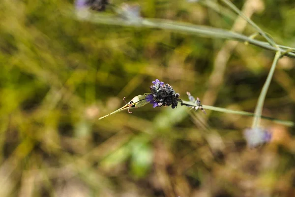 Selektiv Fokusbild Lila Blomma Trädgård Dagen — Stockfoto