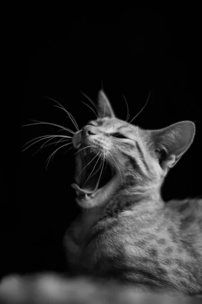 Pionowe Ujęcie Kotka Skali Szarości Czarnym Tle — Zdjęcie stockowe