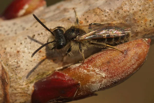 Gros Plan Sur Mineur Mâle Ventre Rouge Andrena Ventralis Reposant — Photo