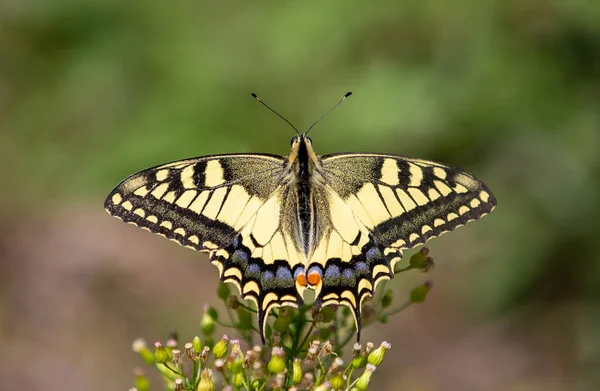 Una Farfalla Coda Rondine Una Pianta — Foto Stock