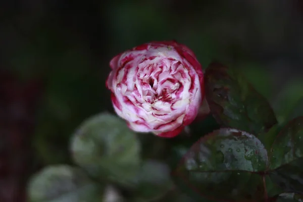 Μια Όμορφη Φωτογραφία Ενός Τριαντάφυλλου Ένα Θολό Φόντο — Φωτογραφία Αρχείου