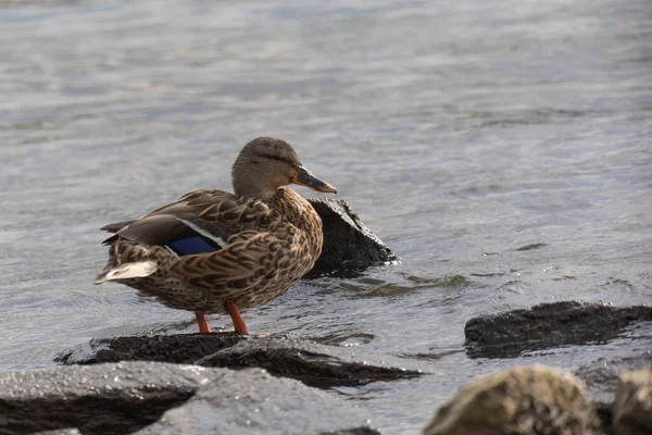 Male Duck Standing Water Some Stones Sunlight Backlit Royalty Free Stock Images