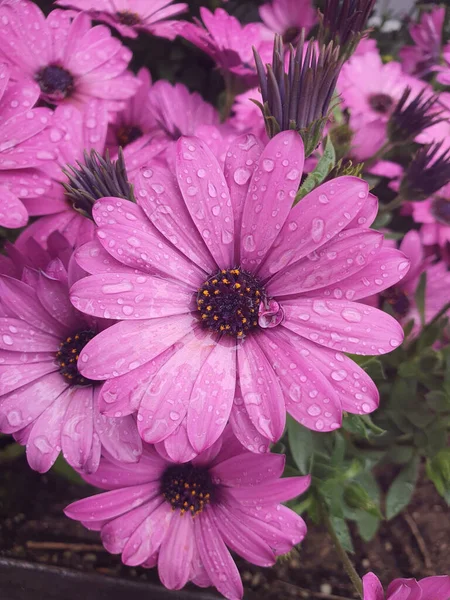 Крупним Планом Красиві Фіолетові Квіти Остеоспермаму Дощовими Краплями — стокове фото
