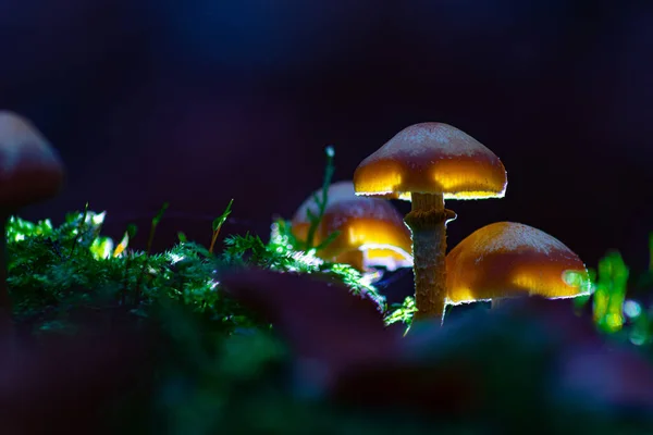 Eine Nahaufnahme Von Wilden Pilzen Auf Dem Boden Der Nacht — Stockfoto