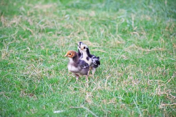 農場の小さな鶏の景色 — ストック写真