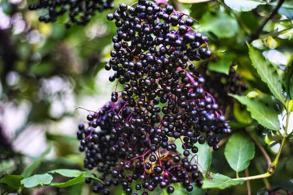 Zbliżenie Purpurowej Rośliny — Zdjęcie stockowe