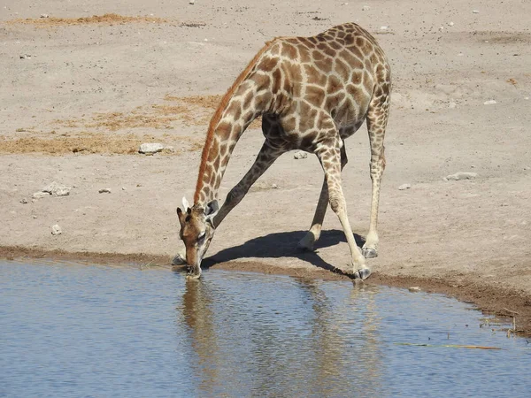 Gros Plan Une Girafe Buvant Eau Lac Par Une Chaude — Photo