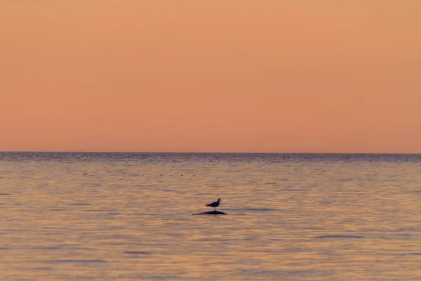 Uccello Una Roccia Sul Mare Nel Mar Baltico Lituania Tramonto — Foto Stock