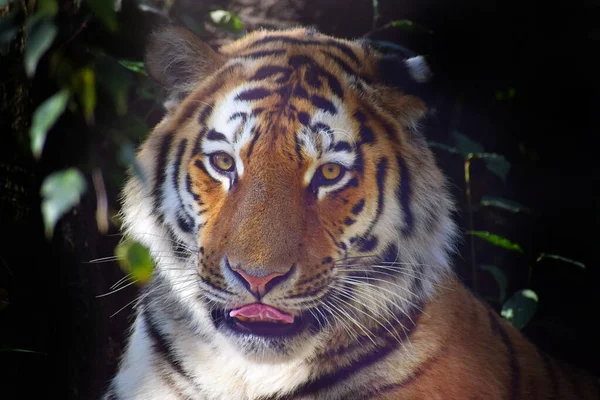 Närbild Tiger Sticker Sin Tunga Med Mörk Skog Bakgrund — Stockfoto