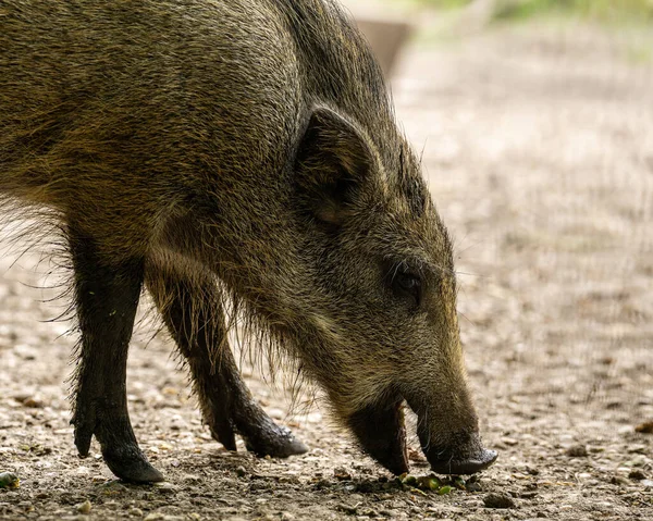 Primer Plano Del Jabalí Animales Forestales —  Fotos de Stock