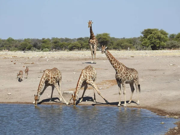 Close Girafas Bebendo Água Lago Dia Quente — Fotografia de Stock