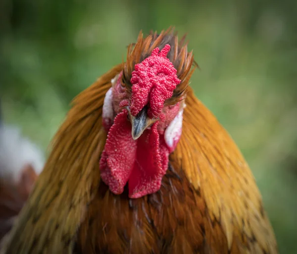 ぼやけた背景に赤い雄鶏の肖像画 — ストック写真