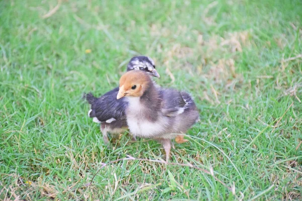 Una Vista Panorámica Pequeños Pollos Granja —  Fotos de Stock