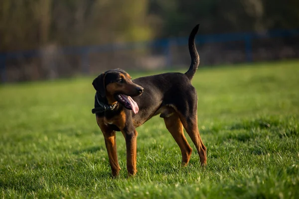 Yeşil Çimlerin Üzerinde Duran Siyah Köpek — Stok fotoğraf