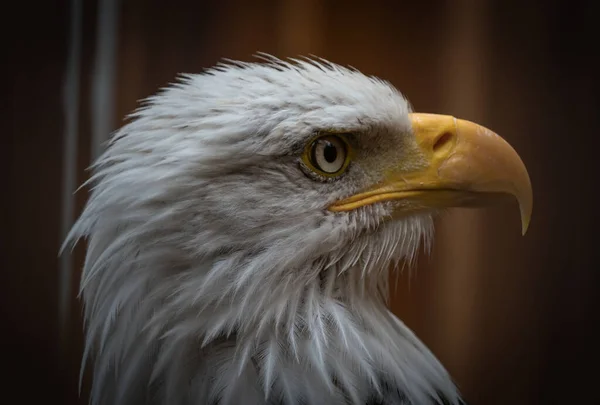 Portrait Bald Headed Eagle Brown Background — Stock Photo, Image