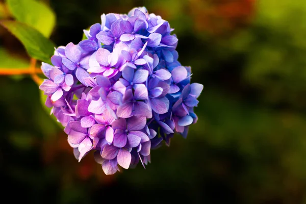 Shallow Focus Closeup Shot Purple Lilac Bush — Stock Photo, Image