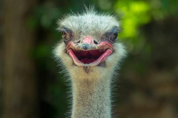 Head Ostrich Blurry Nature Background — Stock Photo, Image