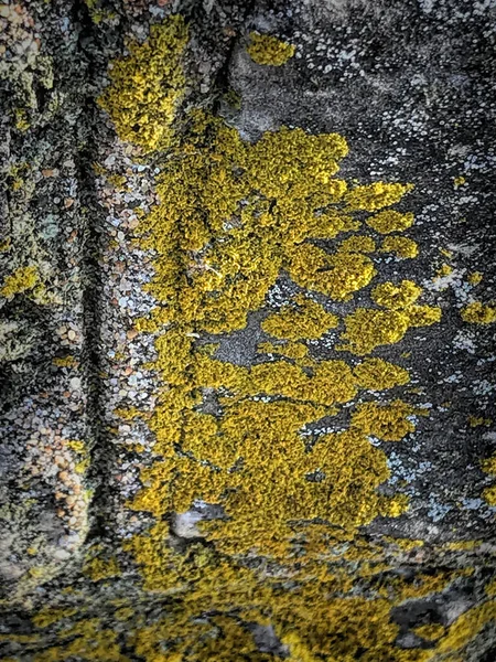 Вертикальний Знімок Зеленого Моху Росте Скелі — стокове фото
