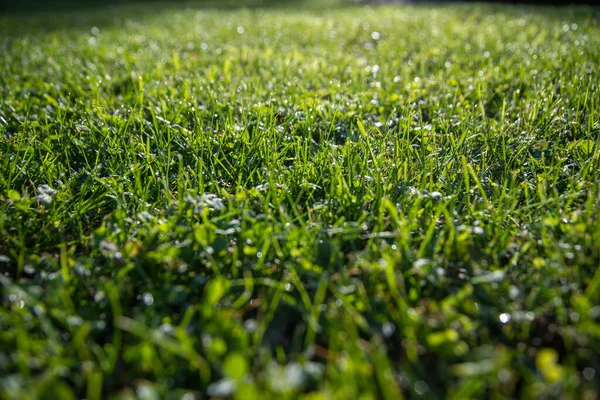 Närbild Ett Ljust Grönt Gräs Trädgården Solljus — Stockfoto