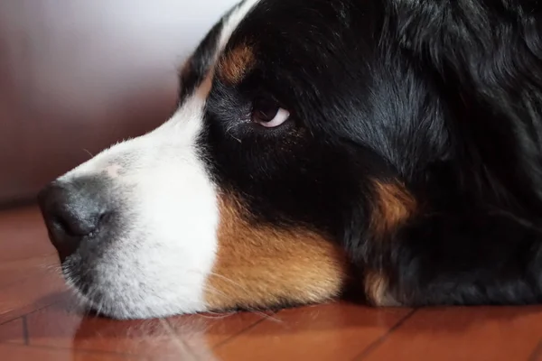 Nahaufnahme Eines Berner Sennenhundegesichts — Stockfoto