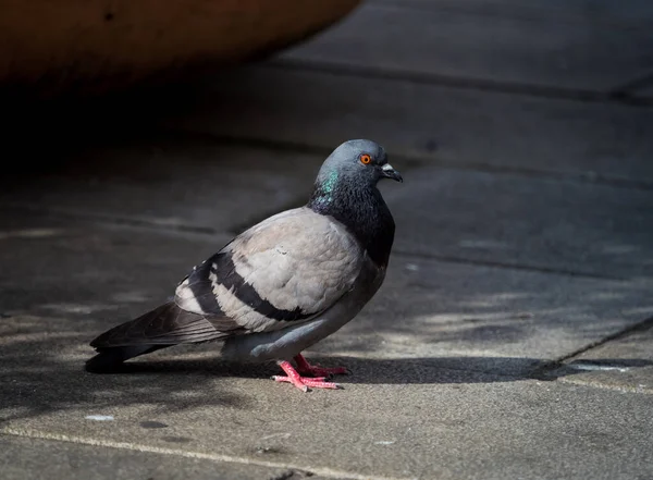 Eine Nahaufnahme Der Taube Auf Der Straße — Stockfoto