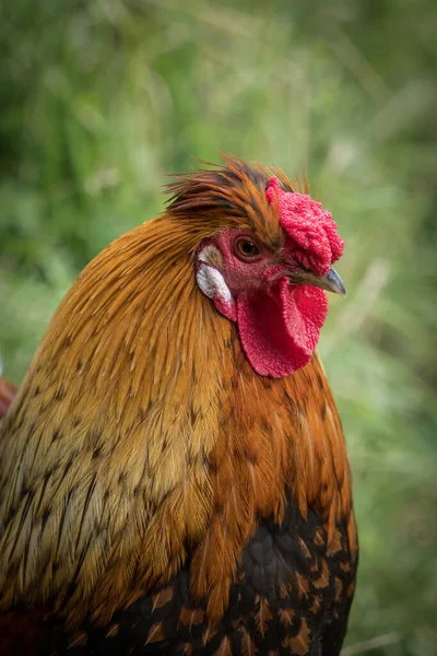 ぼやけた背景に赤い雄鶏の肖像画 — ストック写真