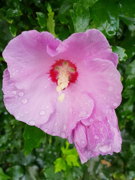 Close Seletivo Flor Hibisco Rosa Com Gotas Água Jardim — Fotografia de Stock