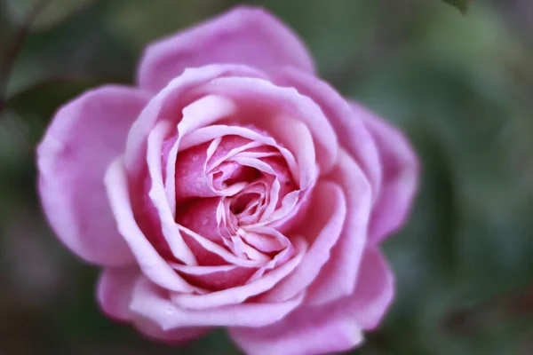 Una Hermosa Foto Una Rosa Sobre Fondo Borroso — Foto de Stock