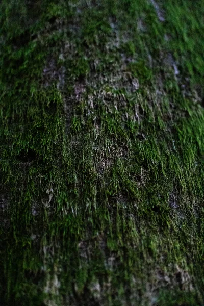 Крупный План Природы Красивых Деталей Деревьев Парке — стоковое фото