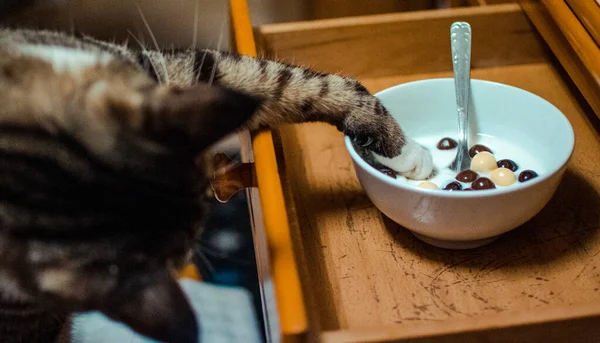 Großaufnahme Einer Katze Die Ihre Pfoten Eine Schüssel Mit Milch — Stockfoto