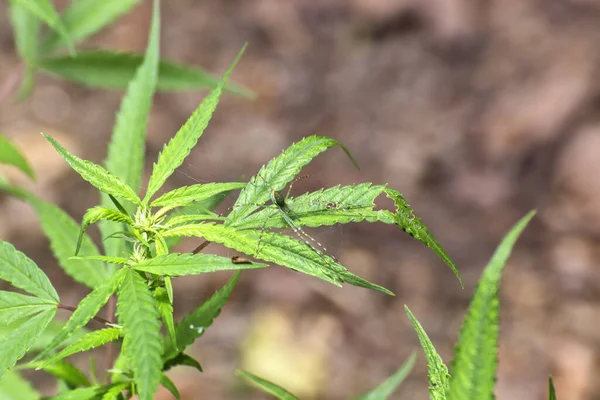 Kleine Grüne Spinne Auf Einer Cannabispflanze Queensland Australien — Stockfoto