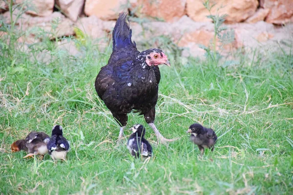 Çiftlikte Tavuk Küçük Bir Tavuk Manzarası — Stok fotoğraf