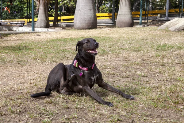 Собака Сидит Папе — стоковое фото