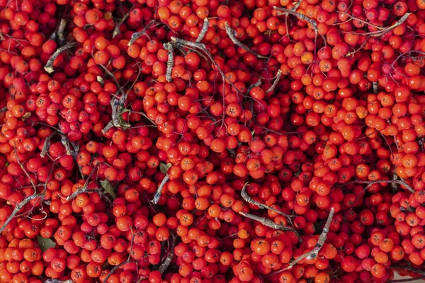 Cabang Rowan Merah Yang Matang Tergeletak Meja Tekstur Autumn Agriculture — Stok Foto