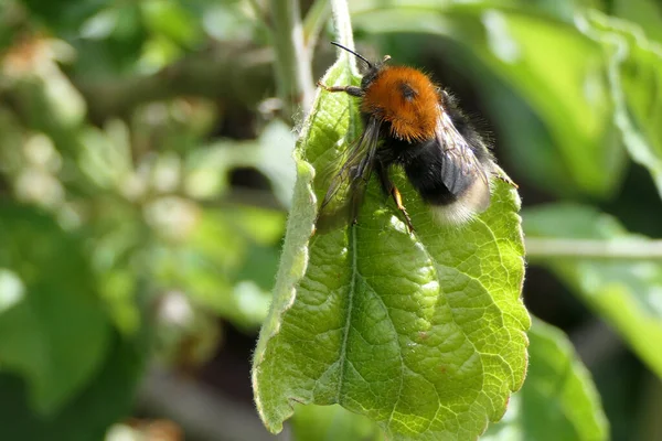 Tree bumblebee close-up with out of focus background