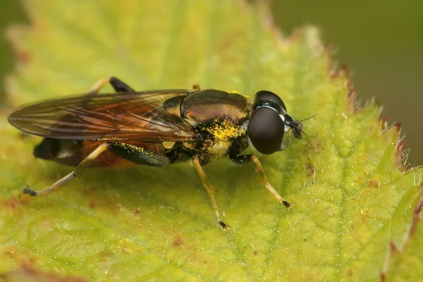 Closeup Brown Toed Forest Fly Xylota Segnis Sitting Green Leaf — Stock Photo, Image