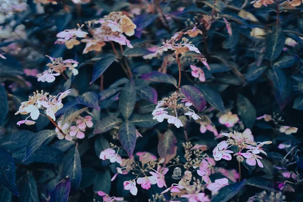 Ένα Κοντινό Πλάνο Της Φύσης Για Ένα Όμορφο Λουλούδι Που — Φωτογραφία Αρχείου