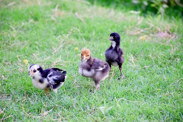 Een Schilderachtig Uitzicht Kleine Kippen Boerderij — Stockfoto