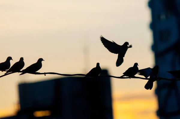 日落时一群鸟儿在铁丝网上 — 图库照片