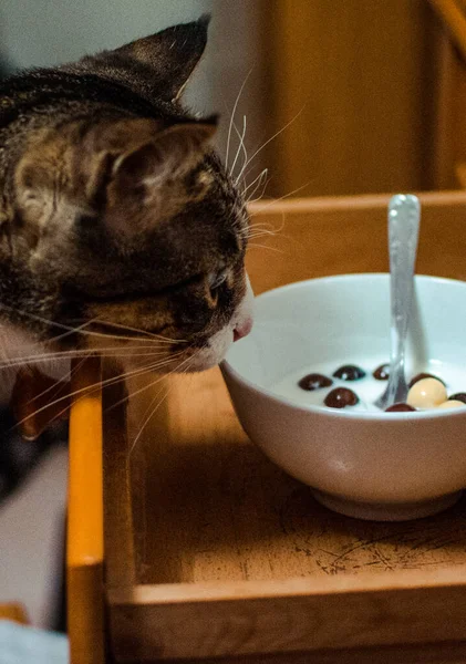 Eine Vertikale Aufnahme Einer Katze Die Einer Schüssel Mit Milch — Stockfoto