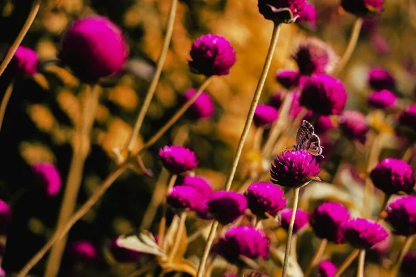 Mor Küre Amaranth Gomphrena Tarladaki Güzel Bir Görüntüsü — Stok fotoğraf