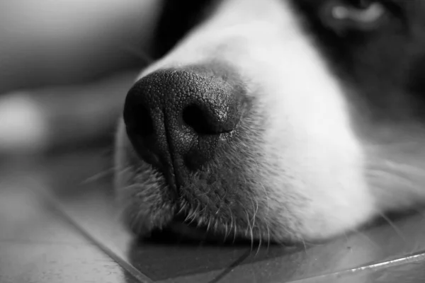 一张伯恩斯坦山狗鼻子的特写照片 — 图库照片