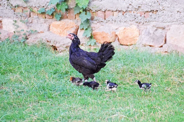 Una Vista Panorámica Una Gallina Pollo Pequeño Granja —  Fotos de Stock