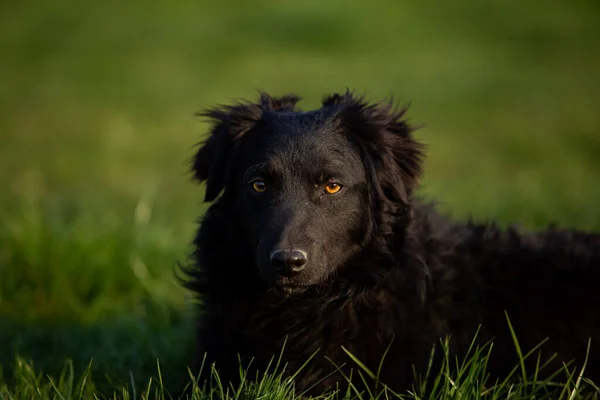 Zbliżenie Czarnego Psa Leżącego Trawie — Zdjęcie stockowe