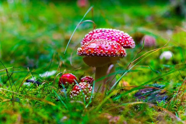 在草地上拍摄了一张浅浅的红色野生蘑菇特写 — 图库照片